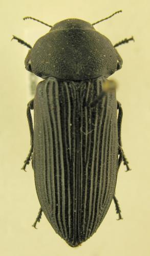 Réf. 219 617 : Pseudocastalia arabica